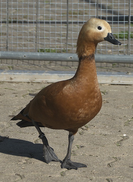 主将以及新